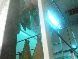 OEۓ